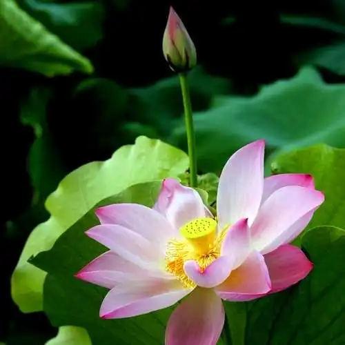 佛系图片头像禅意荷花 独一无二的佛系莲花图片微信头像_微信头像