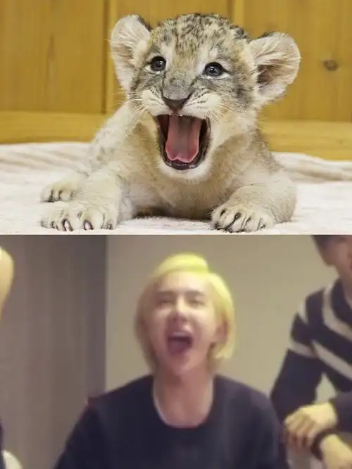 那些年王一博撞过的奶狮,简直毫无违和感,网友:是奶博本博没错_小奶