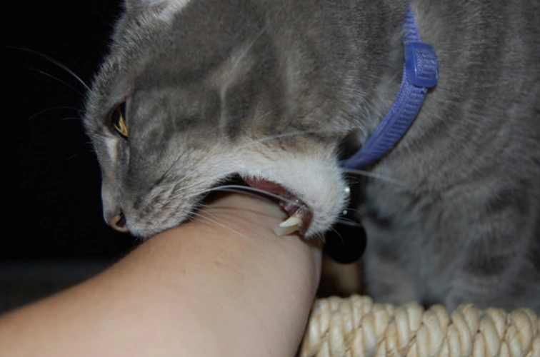 猫咪"咬人"的4个原因,可能是爱你的表现,被咬疼了还是爱吗?