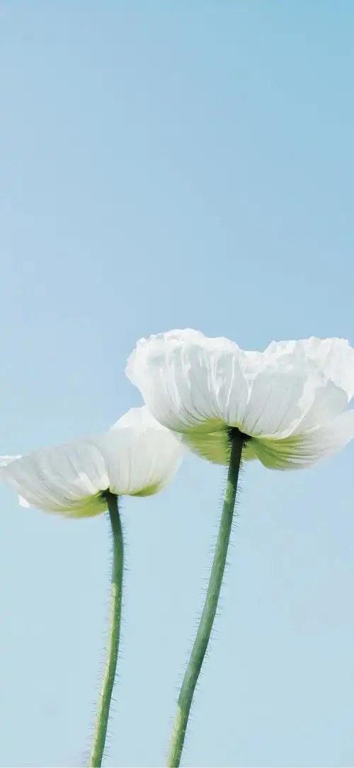 有哪些适合全面屏的清新系壁纸? - 知乎