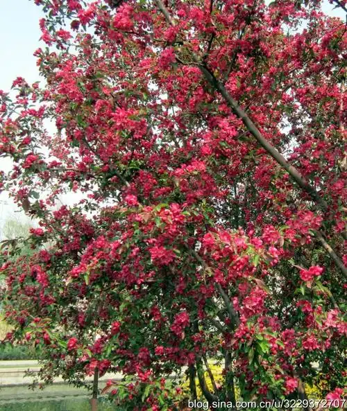 四季芳菲——海棠花溪(六)王族海棠