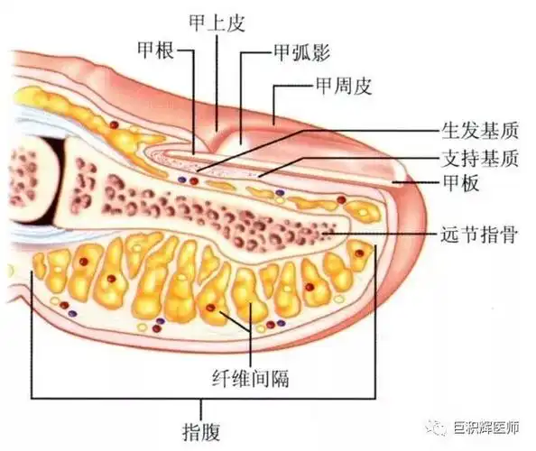 二者发生部位如指端结构示意图,图中甲根部为甲根炎发生部位,甲周皮为