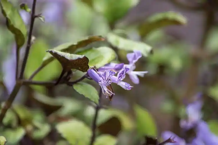 (首发)艾氏香茶菜