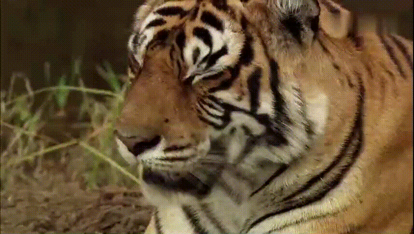 858_486gif 动态图 动图