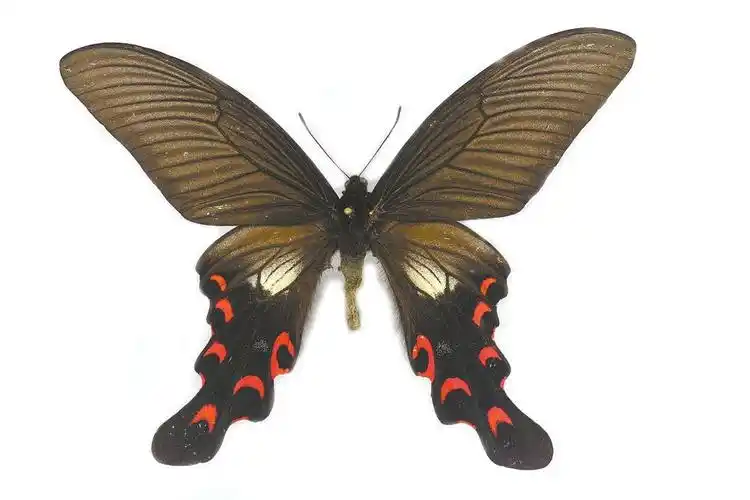 宽尾凤蝶图片宽尾凤蝶高清蝴蝶图片