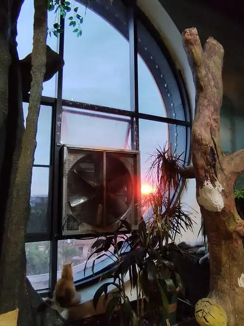 玻璃屋里的猫猫世界