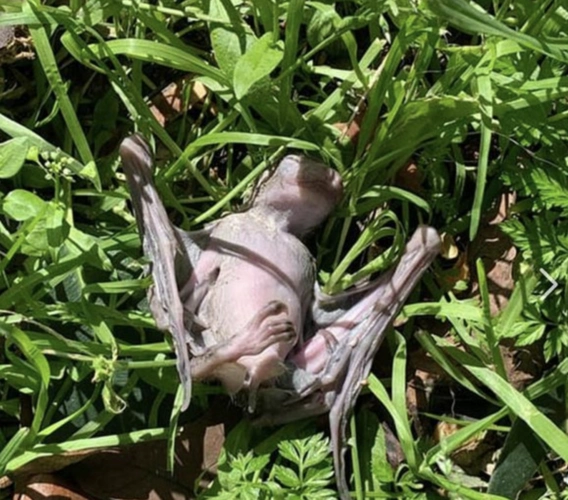 以色列数十只死蝙蝠从天而降,当地人认为是圣经预言成真