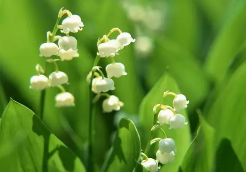铃兰花壁纸图片_漂亮的花朵铃兰花