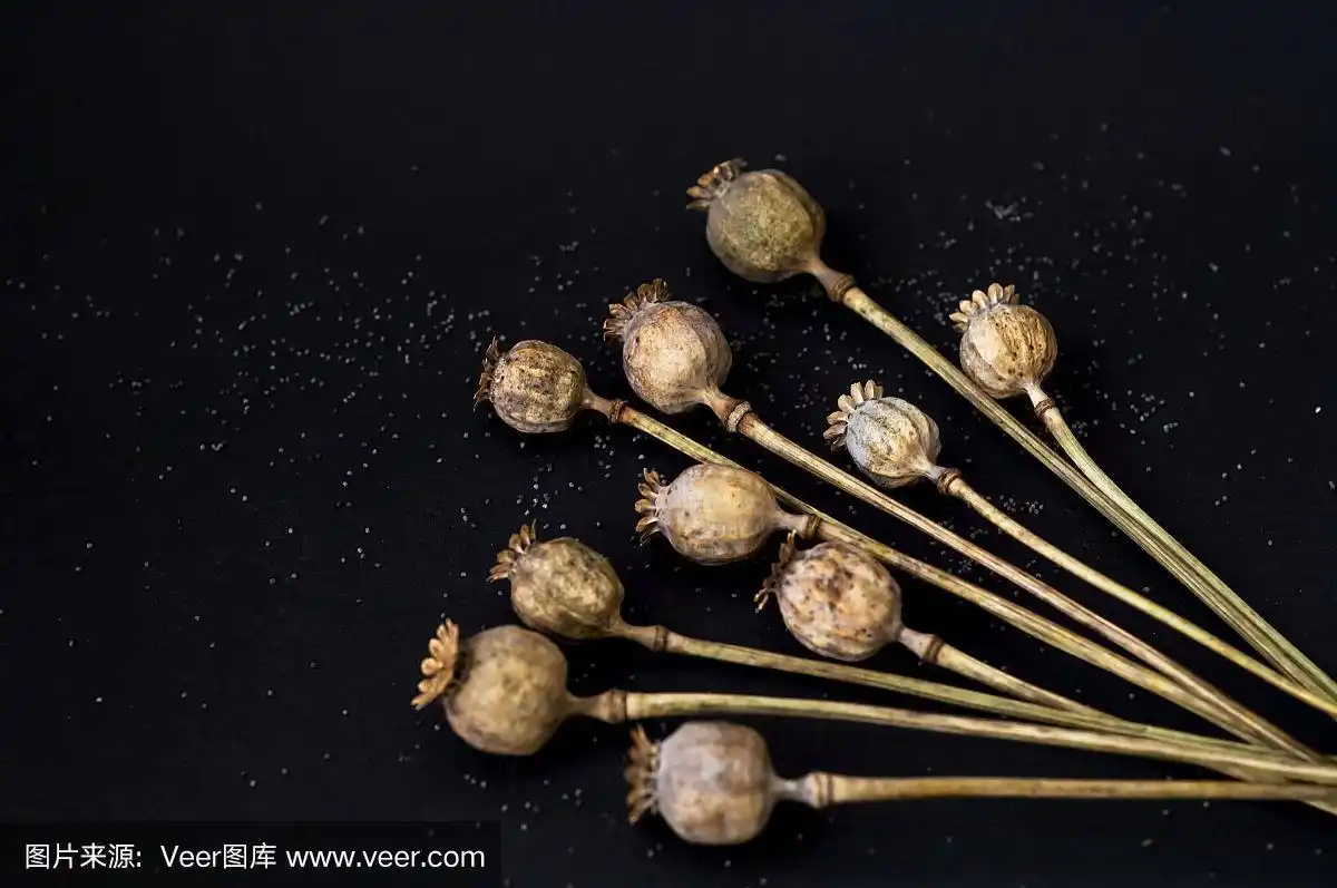 黑色背景上的彩色干罂粟花的创意布局.季节性的概念