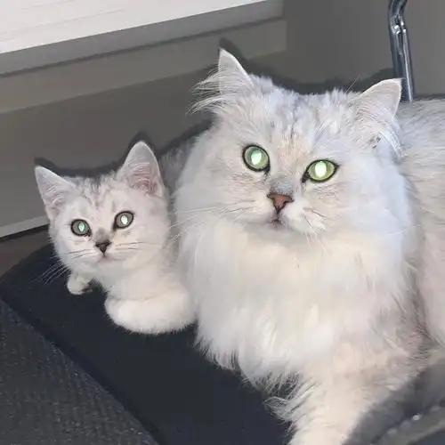 两只可爱猫猫#这个世界不能没有小猫 - 抖音