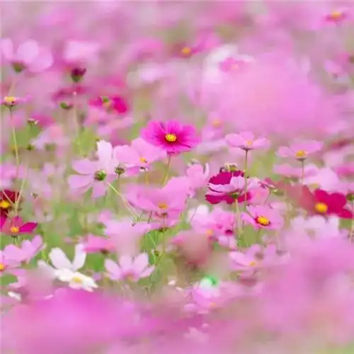 唯美格桑花头像图片 幸福生活和好运的美好愿望和感情