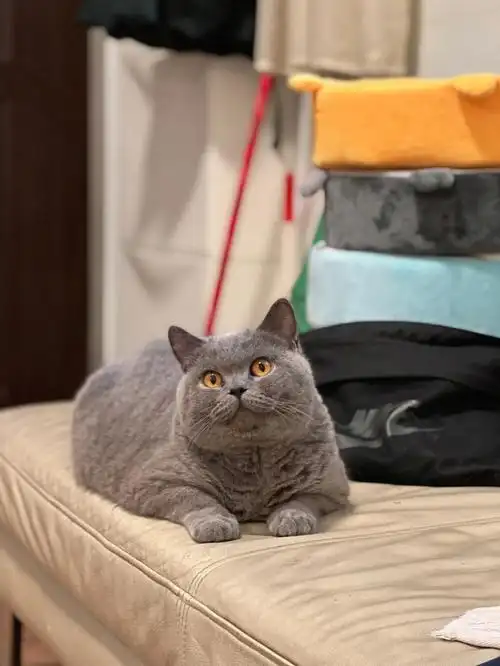 英短蓝猫