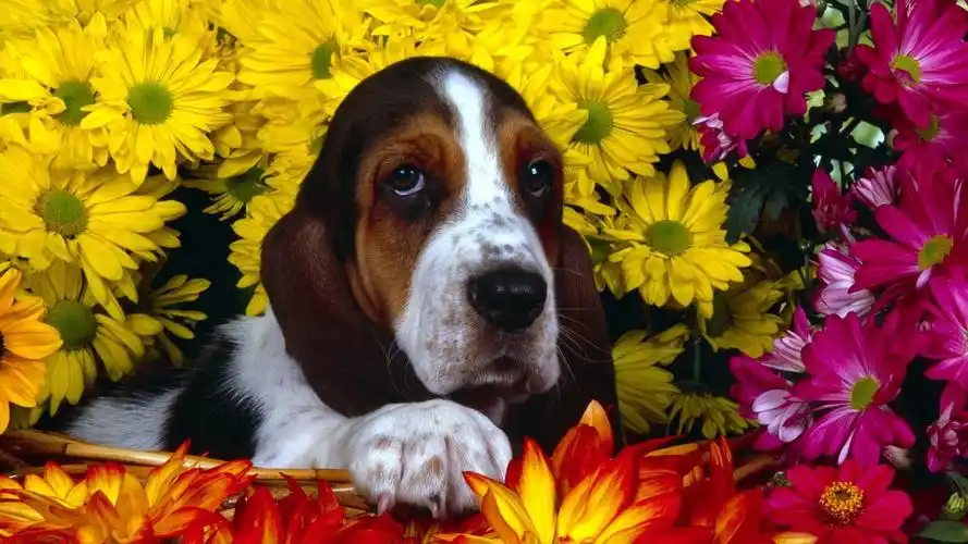 巴吉度名犬高清图片合集电脑桌面壁纸下载第一辑