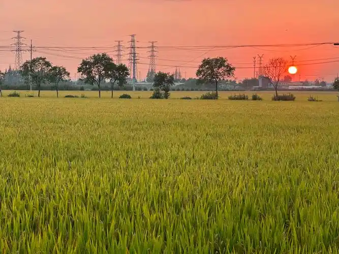 稻田风光美如画 风吹稻花香两岸,喜欢秋收的风景959595 - 抖音