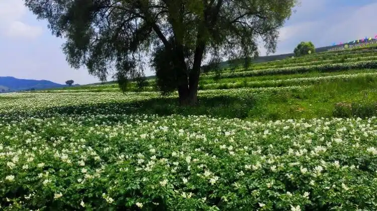 饮马池高山草甸