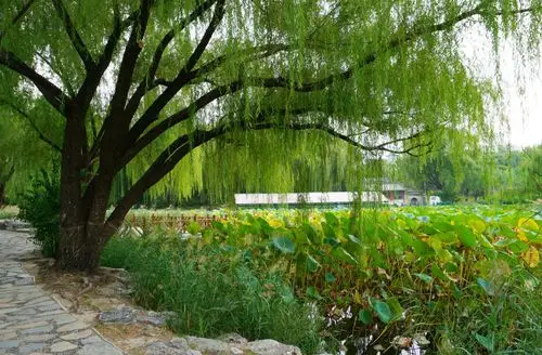 柳荫公园,青年湖公园2018-9-19