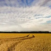 一望无际的麦田望不到头金黄的麦田风景头像图片