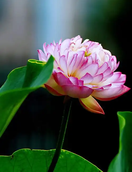 荷花品种分类·附9个品种介绍及图片