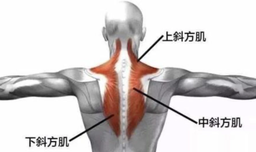 斜方肌上束抗阻