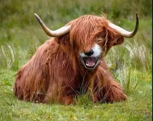 一组最萌动物照,祝大家在新的一年里都能笑的像花儿一样灿烂