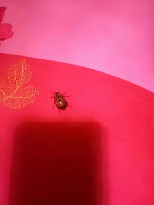 这是什么虫,会飞?