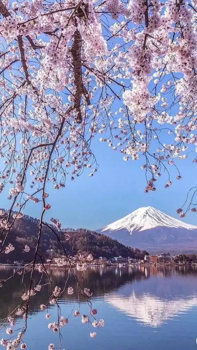 樱花之美,美在盛开时的绚烂,凋零时的浪漫#富士山#高清壁纸 - 抖音