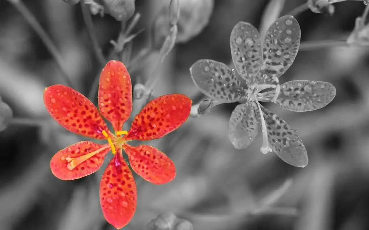 另类唯美花朵小清新桌面壁纸