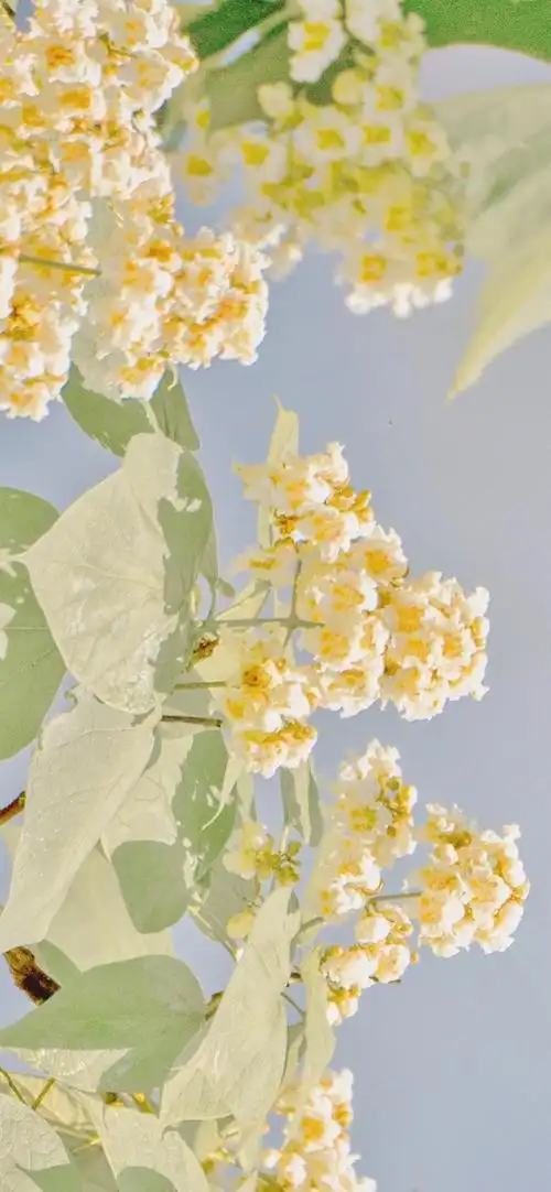 故宫春日小清新手机壁纸_故宫纯色护眼高清手机壁纸_三千图片网