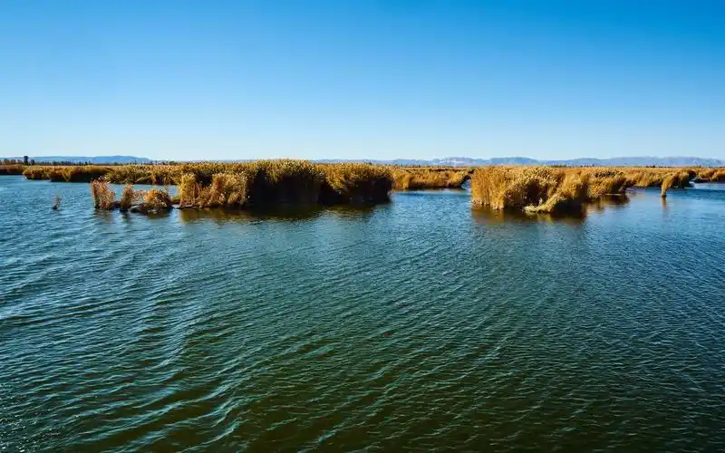 swamp, water, reeds, autumn 8k