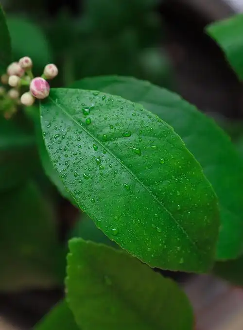 绿叶绿意盎然生机勃勃恰露珠洒落晶莹剔透
