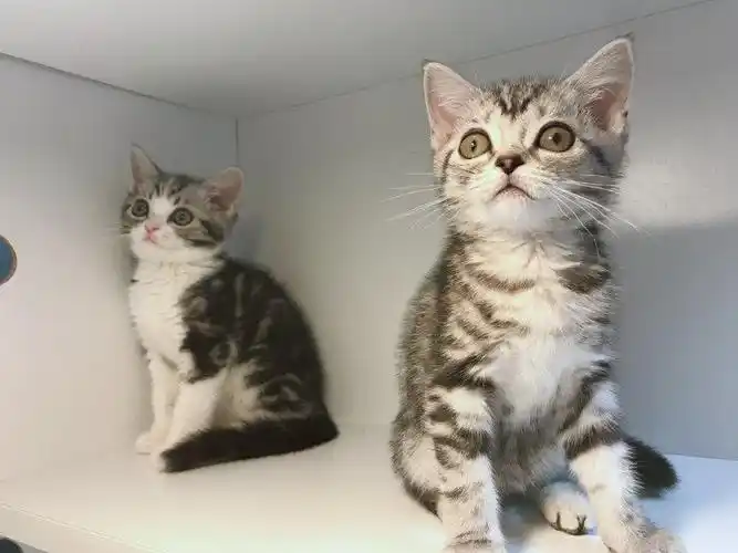 武汉美国短毛猫