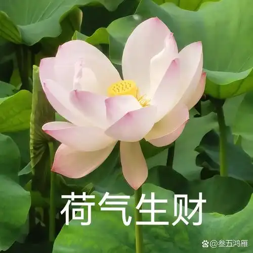 用自己拍的荷花做中老年表情包很不错