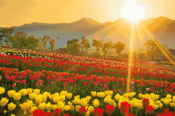 南昌这地100万株郁金香一起绽放!附最直接领票攻略