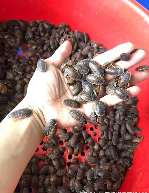 杜比亚比亚蟑螂爬宠昆虫活体饲料绿色养殖场直销爬虫