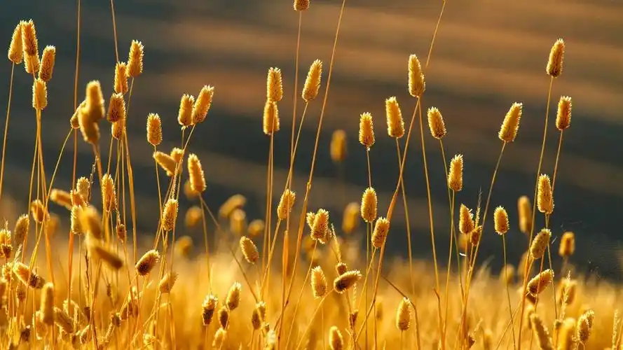 壁纸封面图风景大片落日余晖意境唯美落日傍晚夕阳黄昏自然景观风景