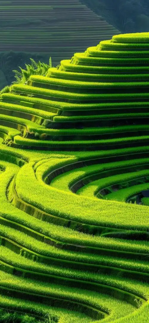 忙了一上午更新啦护眼#壁纸