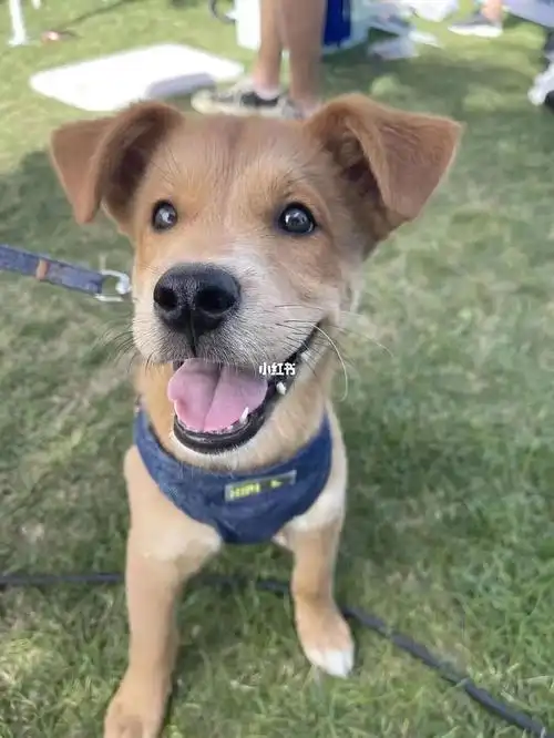 我也有狗儿子啦