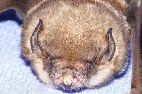 猪脸大蝙蝠其生性嗜血,也食肉,是蝙蝠中罕见的最凶恶品种,它们喜欢