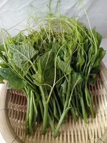 新鲜蔬菜 瓜尖 云南特产新鲜佛手瓜尖洋瓜尖丰收瓜尖 新鲜丝瓜尖