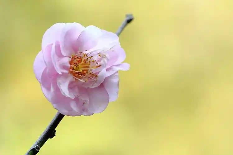 宫粉梅花贺新春