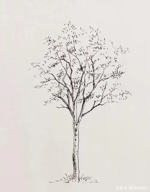 钢笔线稿——棵大树