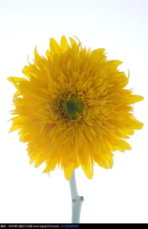 美丽动人的黄色菊花高清图片_花草树木_图片114