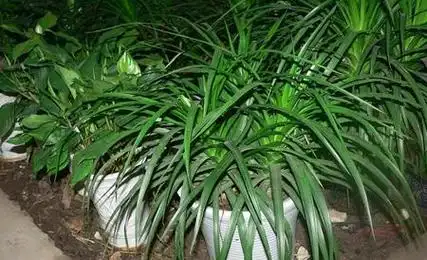 龙须兰的养殖方法和注意事项-技巧网