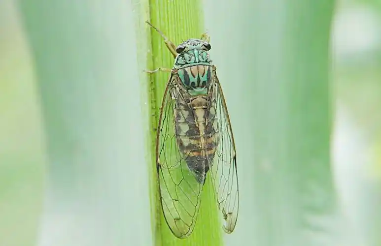 国画中级班第四课秋蝉红叶