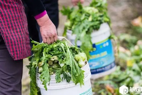 图为村民拿着满满的两桶榨菜芯和榨菜叶回家.(图片来源:锐图)