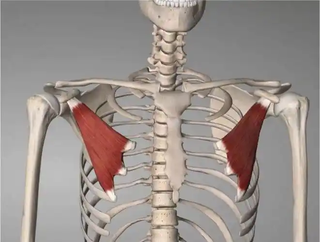 瑜伽解剖圆肩驼背的元凶胸小肌