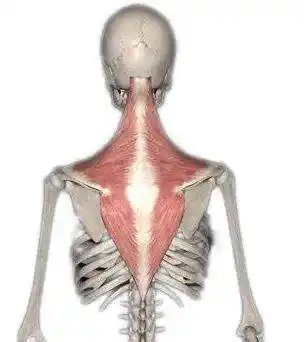 斜方肌扳机点的按摩手法