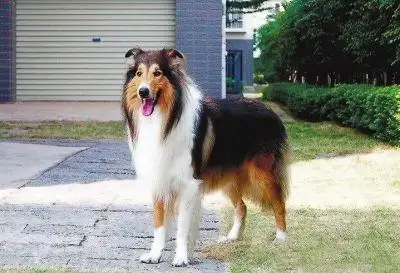 福州小区里常见大型犬 宠物狗攻击性你知多少(组图)