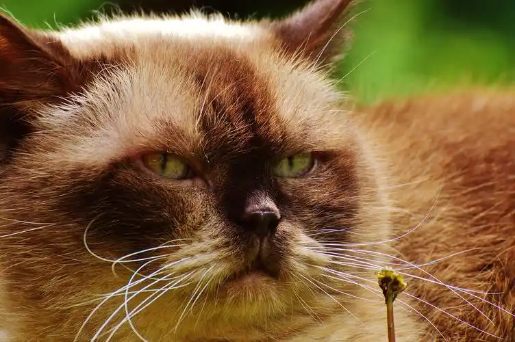 波斯猫, 动物, 眼睛, 可爱, 小猫, 肖像, 小猫, 头, 毛皮