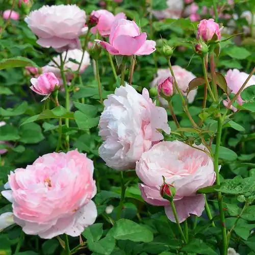 灌木月季虹越庭院花园银禧庆典诗人人的妻子月季